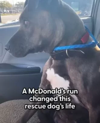 Scared Pup Finds Happiness in McDonald’s Cheeseburgers