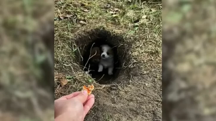 Four Tiny Puppies Huddling In Fear Found Hiding In A Small Hole, Crying For Their Mom