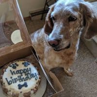 Cheers to Your Dog’s Birthday: Celebrating Their Special Day with Love, Treats, and Tail-Wagging Fun