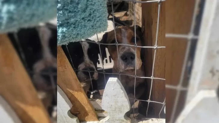 Heartbreaking Rescue: Dogs Found Trapped in Abandoned Yard, Bringing Tears to Their Rescuers