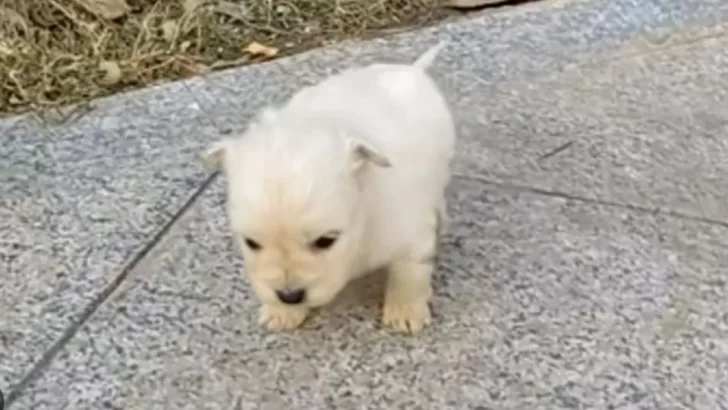 Newborn Puppy Abandoned on the Street Finds Hope in a Kind Stranger's Arms