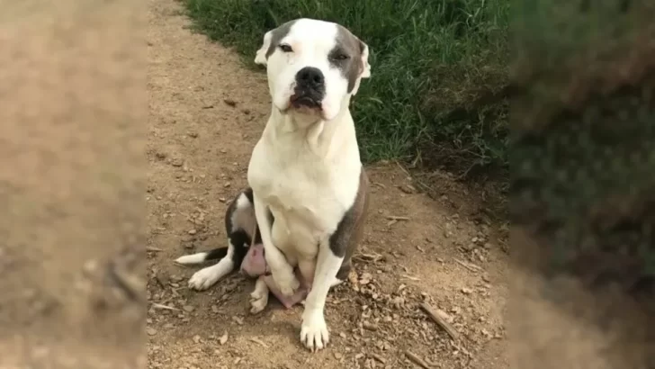 Mother Dog’s Heartbreaking Plea for Help Leads to a New Beginning for Her and Her Puppies