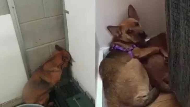 From Fearful Sisters in a Shelter to Happy, Confident Dogs in Their Forever Home