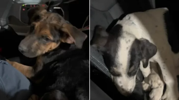 Compassionate Driver Rescues Three Scared Puppies From Busy Freeway and Brings Them to Loving Homes