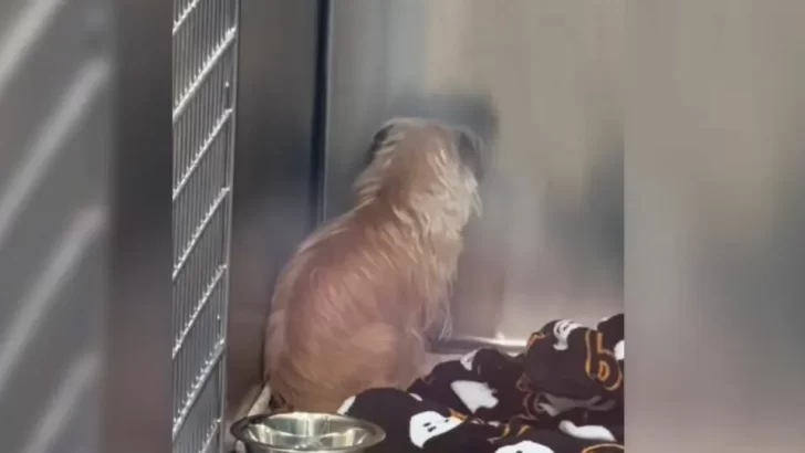 Lonely Dog Loses Hope and Spends Days Facing the Wall Until Her Life Finally Changes