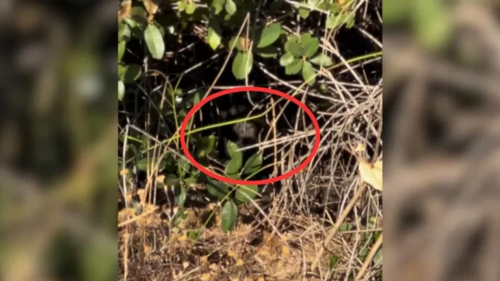 Cyclist Spots Scared Dog Hiding in the Bushes and Saves Him from Life on the Streets