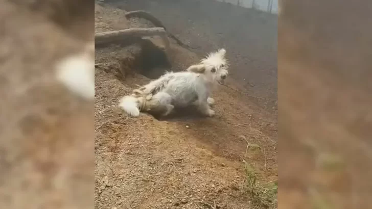 Chained And Forgotten, Mama Dog Begs For Help To Save Her Puppies