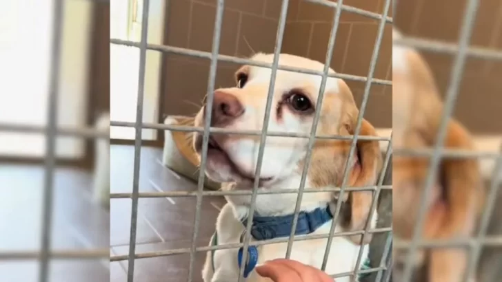 Two Sweet Dogs Were Heartbroken After Their Owner Surrendered Them To A Shelter