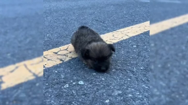 Starving Puppy Left Alone On The Road Finally Finds A Kind Soul Who Gives Him A Second Chance