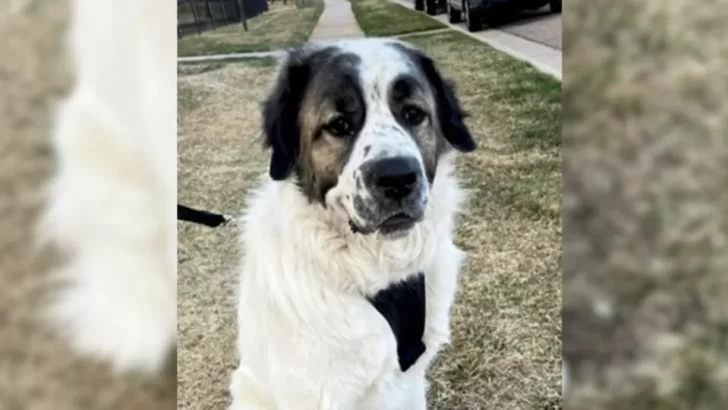 Lost Dog Found After 2 Years: Family Reunites With Their Beloved Bear