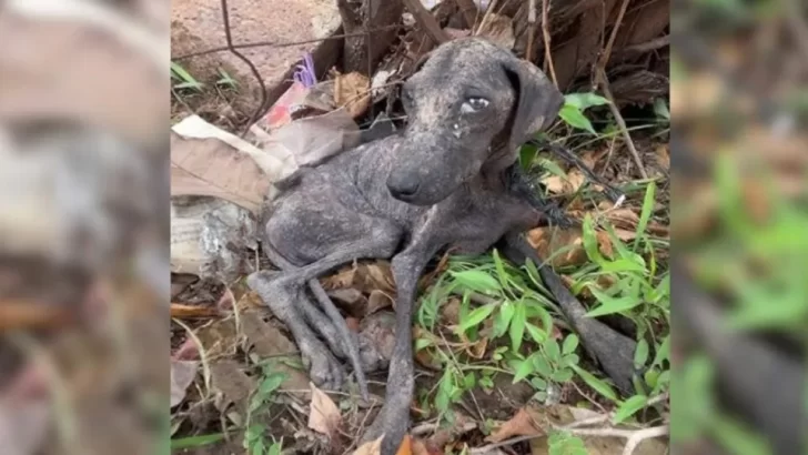 Abandoned Pup Left in Trash Finds Love and a New Life After Being Rescued