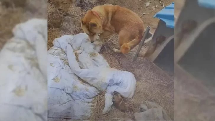 Heartbroken Mama Dog Chained After Giving Birth, Finally Rescued With Her Last Surviving Pup