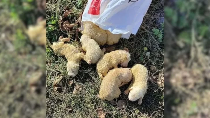 Hikers Find Five Abandoned Puppies in a Bag While Exploring the Forest