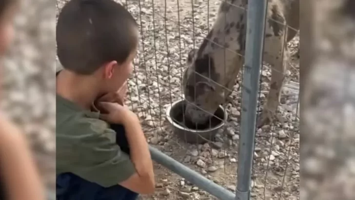 5-Year-Old Boy Feeds Neglected Dog, Saving Its Life from Cruel Owner