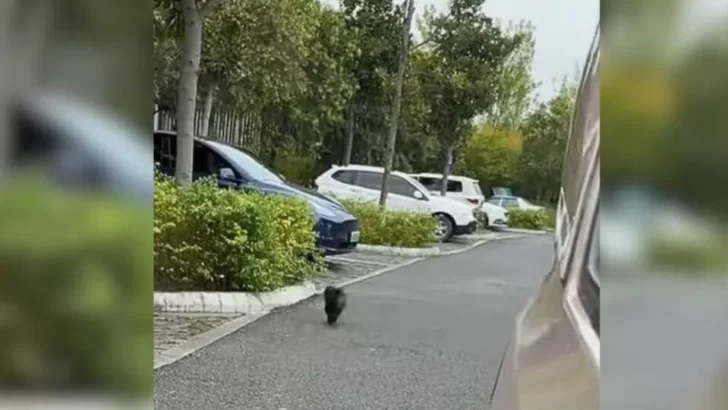 Lonely Puppy Chases Cars, But Finds A Loving Home After Being Rescued