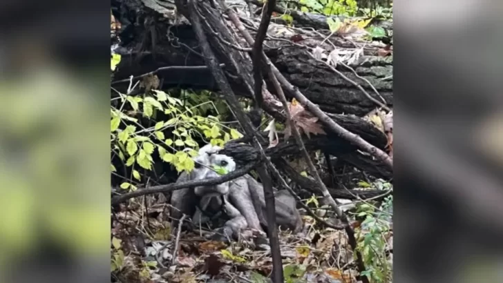 Malnourished Pup Rescued From The Woods with Life-Threatening Condition