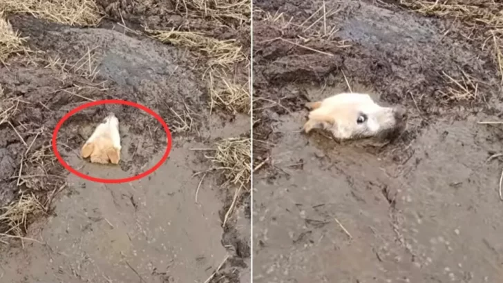 Farmer Saves Dog Trapped in Mud, Giving Her a New Chance at Life