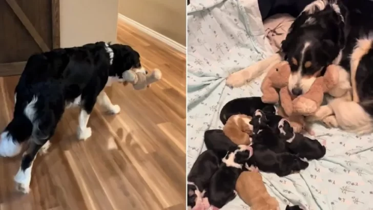 Mom Dog Can't Let Go of Her Stuffed Toy, Bringing It Back to Her Puppies Over and Over