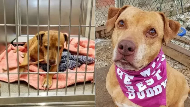 Heartbroken Pittie Waits Years for Owners Who Never Return