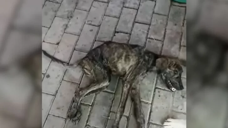 Abandoned Puppy Found By The River, In Pain And Hoping For A Miracle