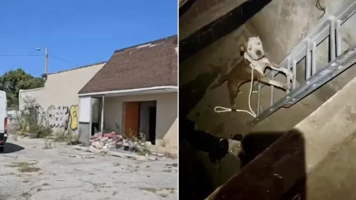 Passerby Hears Desperate Cries From Abandoned Laundromat, Discovers Two Starving Puppies Trapped in a Pit