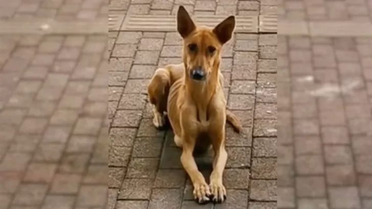 Starving Mom Dog Brings Her Hungry Puppies To A Restaurant, Begging For Help