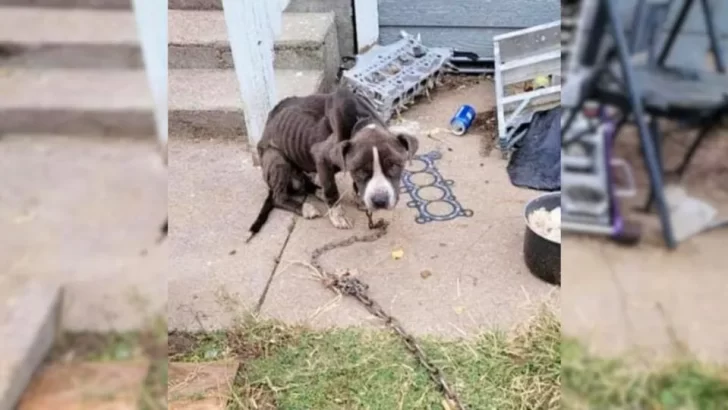 Chained and Abandoned by His Owners, This Pup's Life Took a Miraculous Turn Thanks to Rescuers