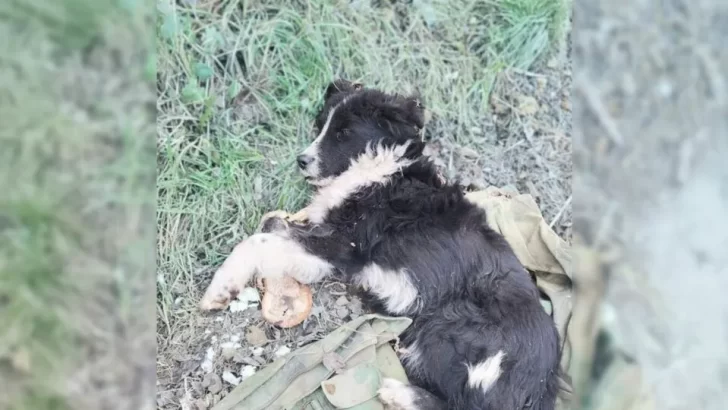 Heartbroken Pup Left With Just An Old Shirt Waits Days For His Owner To Return