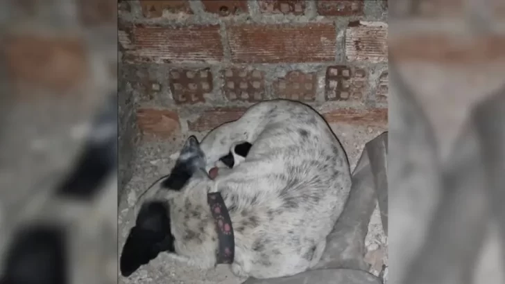 Terrified Mama Dog Left Alone to Give Birth in Basement Finds Hope Through Her Rescuer’s Gentle Touch