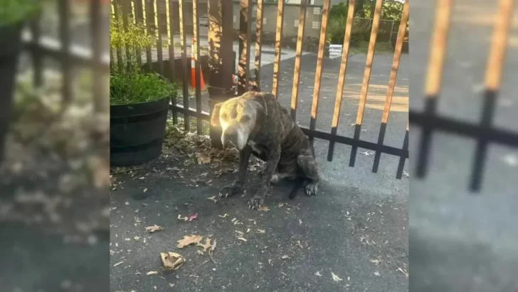 Two Senior Dogs Left Tied to a Fence with Heartbreaking Note—Rescuers Step In to Give Them a Second Chance