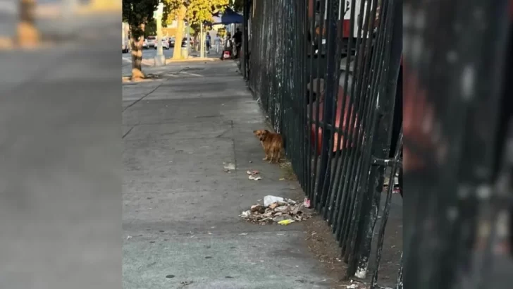 Lonely Puppy With A Broken Paw Cried In Pain Until Kind Rescuers Came To Save Him