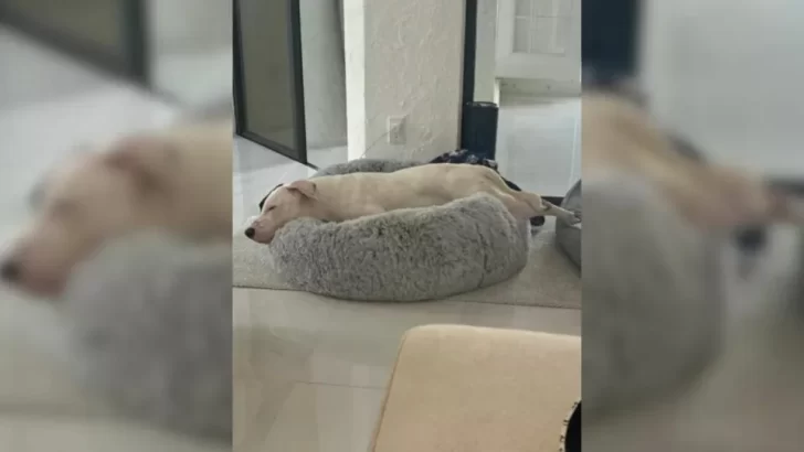 Dog Who Spent 420 Days On A Hard Floor Can't Contain His Joy With His New Bed