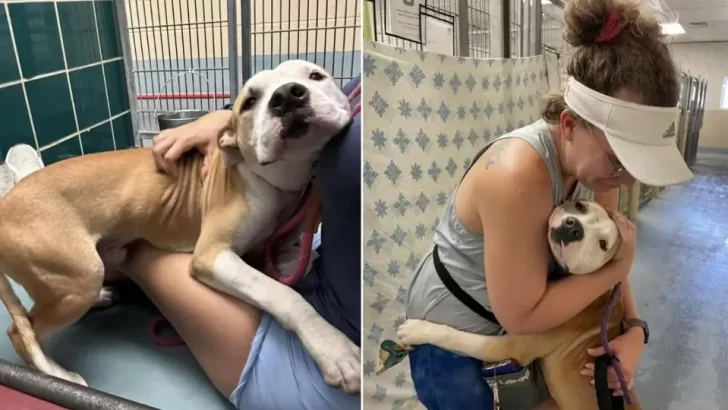 Heartwarming Shelter Dog Hugs Everyone, Hoping for a Forever Home