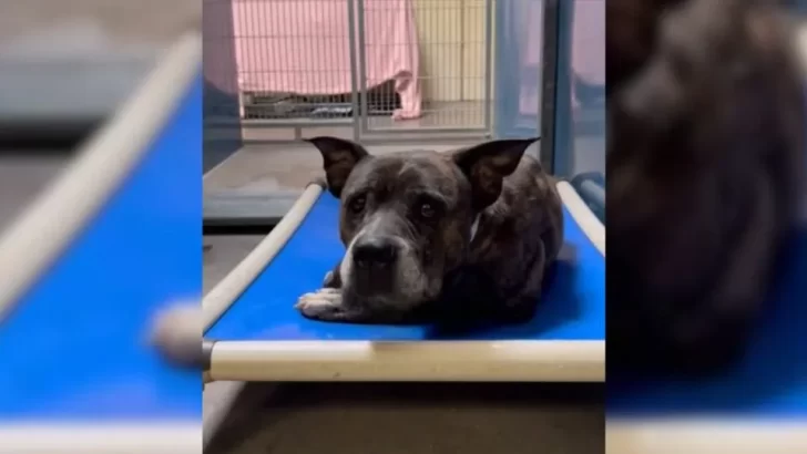 12-Year-Old Pup Saved From Euthanasia, But A Heartbreaking Discovery Awaits