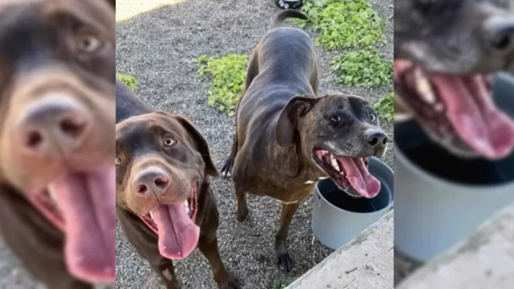 Family Surrenders Two Loving Dogs, Asking for Them to Be Euthanized, But Shelter Refuses