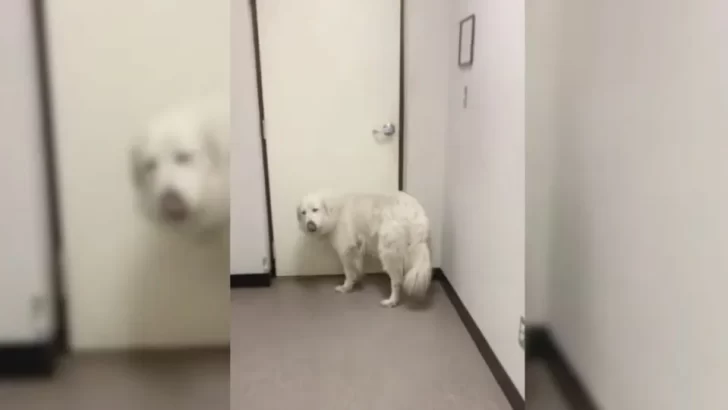 Dog Waits By Shelter Door, Hoping Her Family Will Return After 7 Years Together