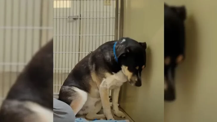 Abandoned Dog Shuts Down After Being Returned, Finds Hope With Kind Rescue Worker