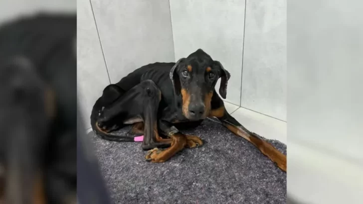 Starving Doberman Rescued From Streets, Transforms Into A Happy, Healthy Pup