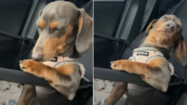 Sleepy Dachshund Tries To Stay Awake On Car Ride, But The Sandman Wins – And It's Too Cute!