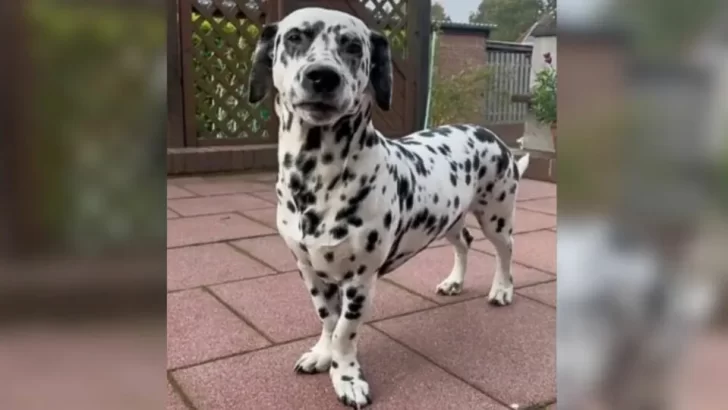 Dalmatian Pup Surprises His Mom With a Rare Condition That Makes Him Extra Special