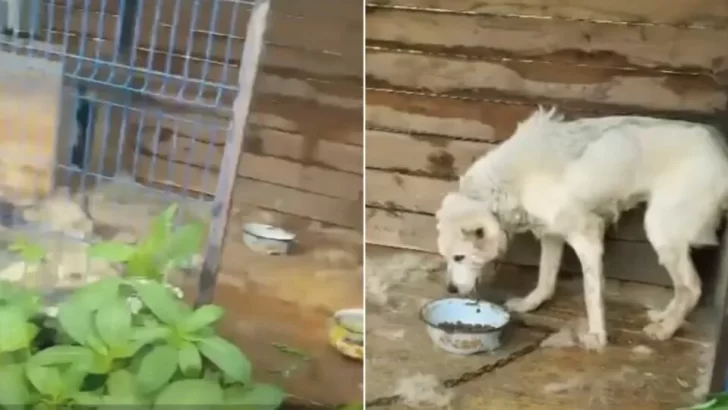 Dog Finally Freed After 10 Years in Filthy Cage, Faces New Battle to Survive