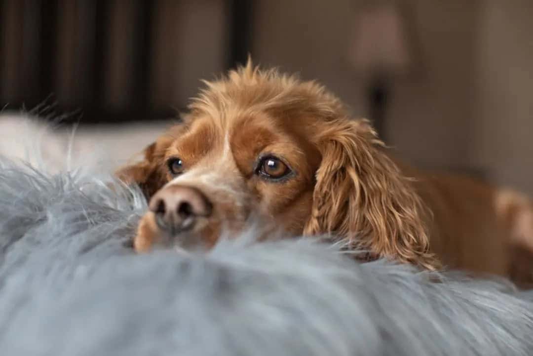 7 Things That Can Hurt Your Dog’s Feelings