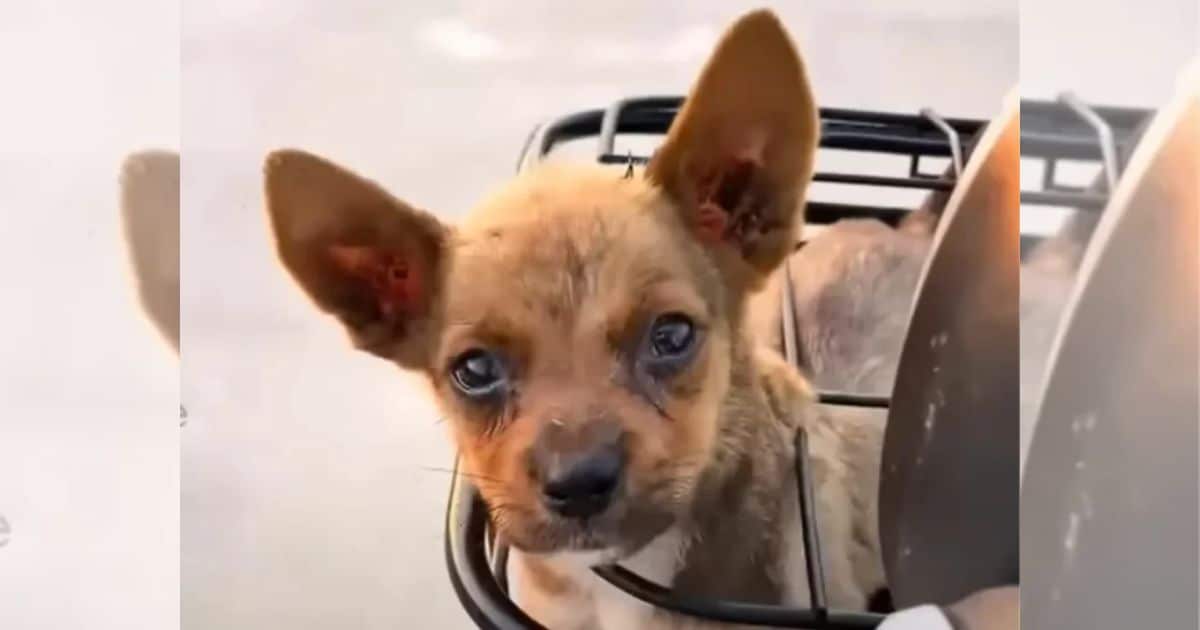 Abandoned Pup Desperately Clings to Biker, Finds a Loving Home After Hard Life on the Streets