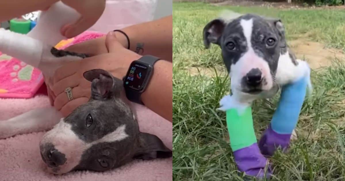 Puppy Who Was Found In Trash Learns To Walk Again