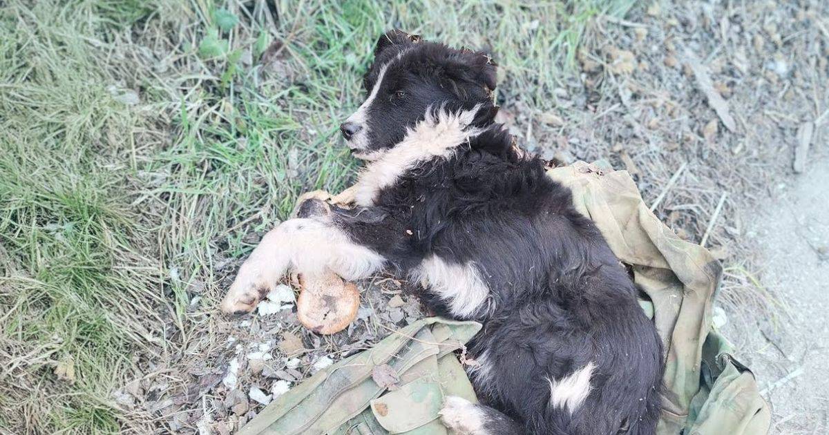 Abandoned Pup Left With Broken Legs and Jaw Waits Days For His Owner