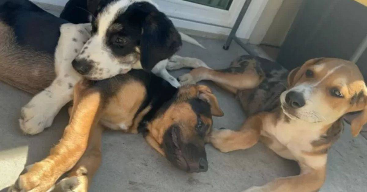 Driver Rescues Three Scared Puppies From A Busy Freeway