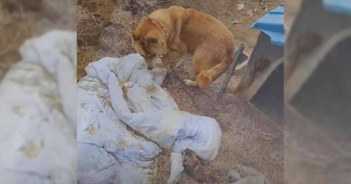 Heartbroken Caring Mama Dog Begs for Release from Chain to Feed Her ...