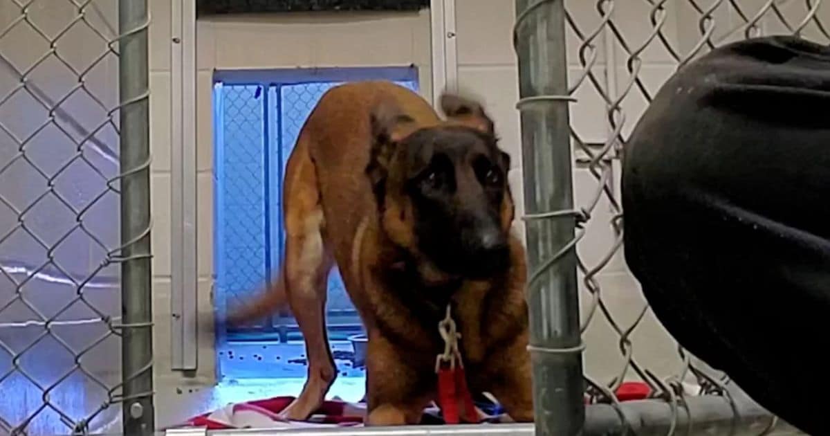 Frightened Dog Finally Finds Love After Growling At Everyone Who Tried To Help