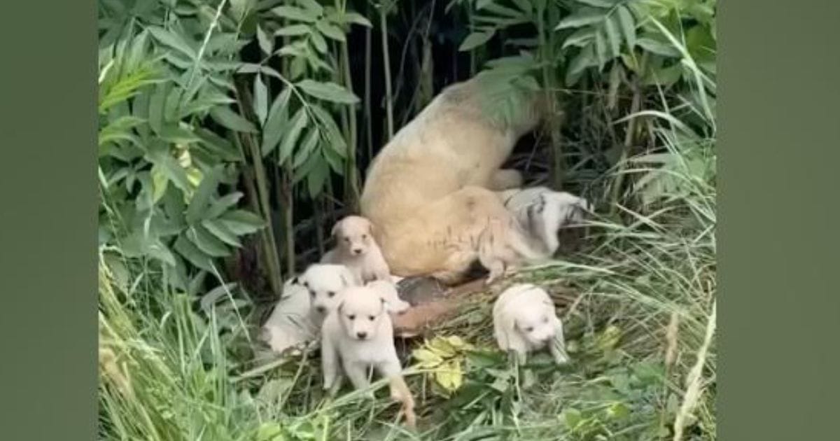 Heartless People Abandoned A New Mom And Her 8 Puppies In A Field After ...