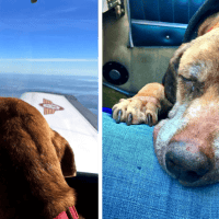 A Final Journey to Love: How One Pilot’s Mission Gave a Shelter Dog the Gift of Family in Her Last Days